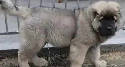 高加索犬|怎样让高加索犬香喷喷的