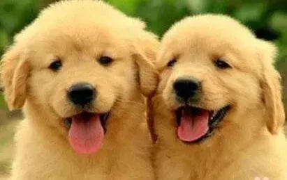 金毛|我家金毛犬总是要自己毛发 急求解救办法