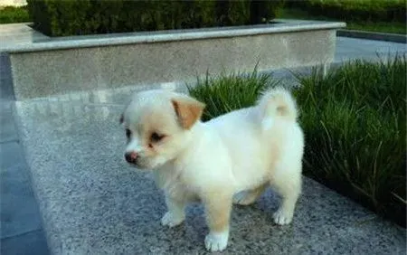 蝴蝶犬看家吗 如何让蝴蝶犬学会看家 | 蝴蝶犬