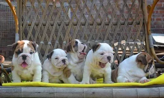 英国斗牛犬|斗牛犬在换毛期会造成孩子的哮喘吗