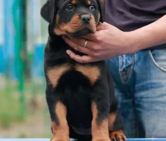 罗威纳犬|罗威纳犬软/硬狗粮都不吃还呕吐拉肚子怎么办