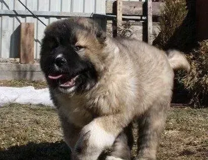 高加索犬|高加索犬皮肤病的预防与家庭治疗方法