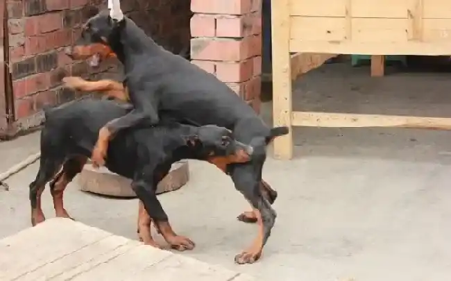 杜宾犬|杜宾犬粪便里有白色的虫子怎么办