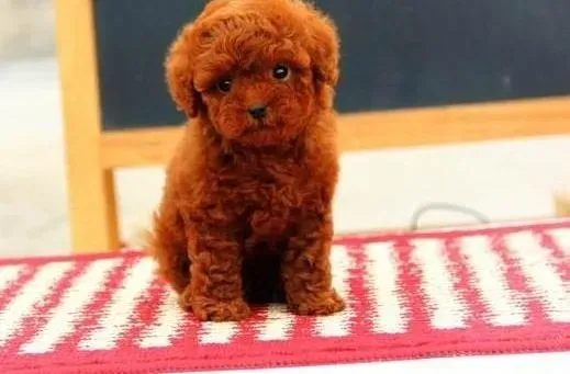 泰迪犬|泰迪犬吐了很多的血，不吃饭这是生病了吗