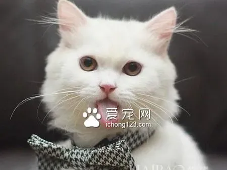 怎样养猫咪 猫咪的性格比较坚强独立 | 猫
