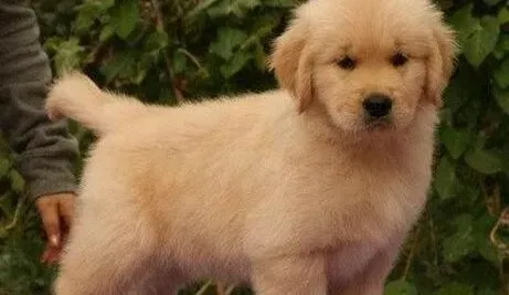 金毛|对待新来的金毛犬主人们常犯的错误
