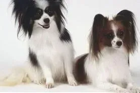 蝴蝶犬|如何让蝴蝶犬快速学会作揖本领