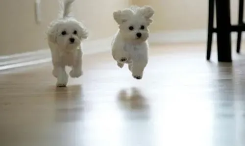马尔济斯|马尔济斯犬上厕所的训练守则