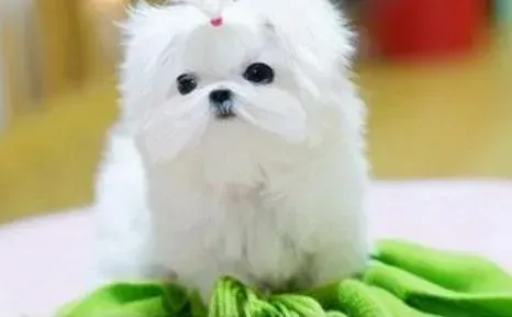 马尔济斯|刚买回家的马尔济斯犬嗜睡 正常吗