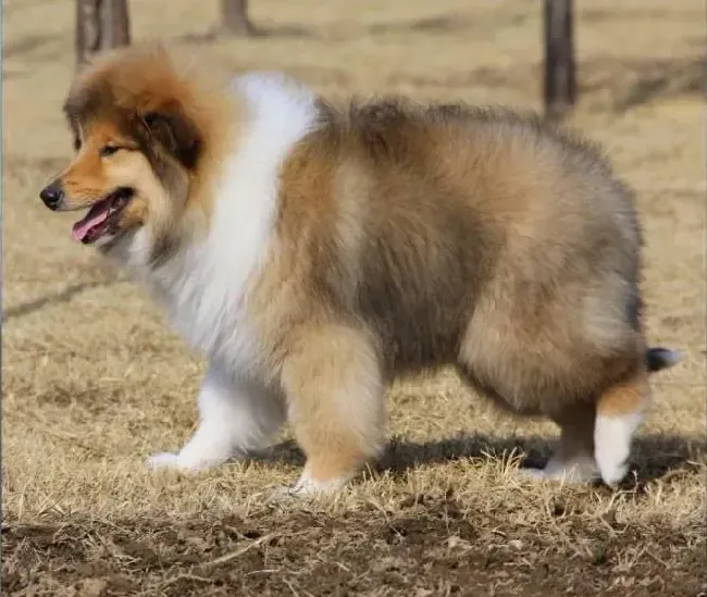 苏格兰牧羊犬|成年后的苏格兰牧羊犬吃什么食物最健康