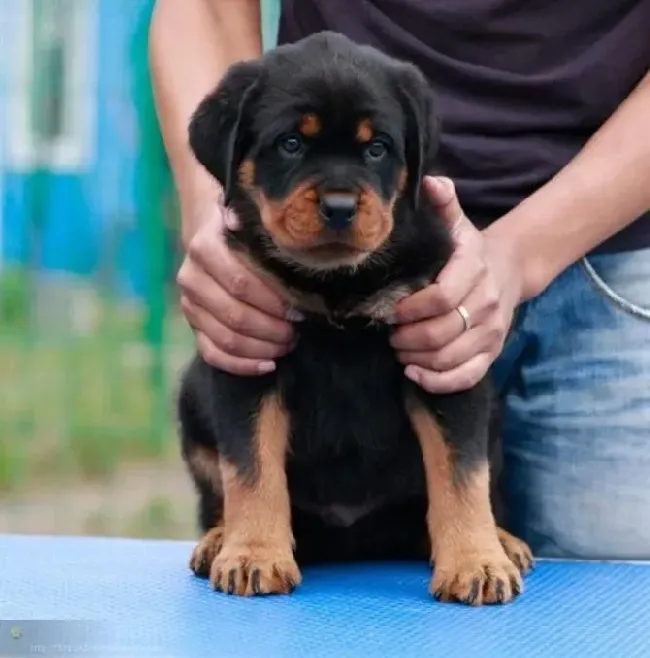 罗威纳犬|罗威纳犬最近便秘，吐了没事吧