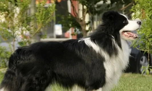 怎么训练边境牧羊犬  做一个文明忠实的狗狗 | 边境牧羊犬