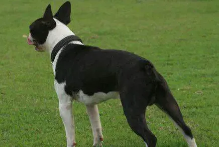 波士顿梗犬有尾巴吗 这种狗几乎就是没有尾巴 | 波士顿梗