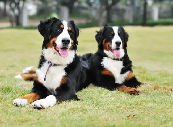 伯恩山犬|梳理伯恩山犬毛发的步骤