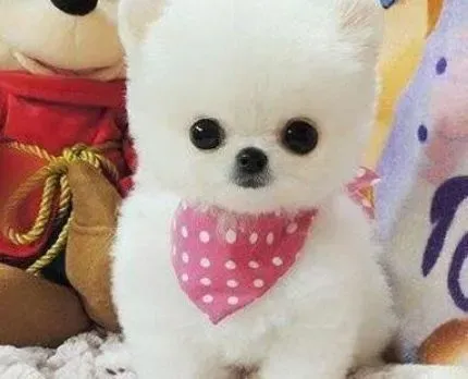 博美犬|博美犬患感冒初期的明显症状