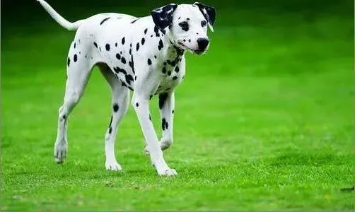 斑点狗|斑点狗与哪些食物的情谊更深