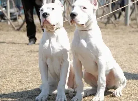 杜高犬|六个月的杜高犬双排牙需要拔牙吗