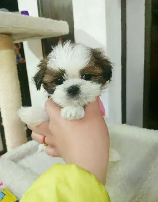 西施犬|西施犬可以直接吃饭吗，没事吧