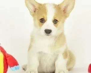 柯基犬|保护柯基犬耳朵妙招多