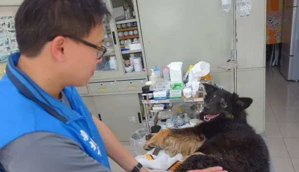 板桥第一暖男 帮助瘫痪的小狗重拾笑容与活泼 | 狗