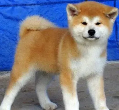 秋田犬|秋田犬在喂养过程中最容易犯哪些基本错误