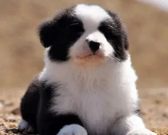 边境牧羊犬|如何建立边境牧羊犬对主人的依恋性