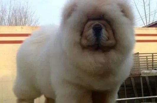 松狮犬|金毛犬挨训了会不会有记仇的心理