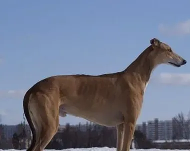 怎么训练灵缇 训练灵缇犬不胆小的方法 | 灵缇