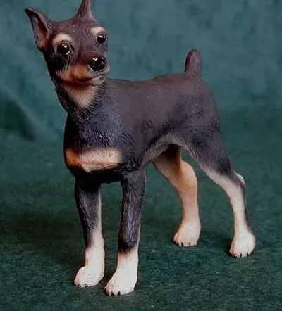 小鹿犬|教养小鹿犬5大误区，主人们要牢记