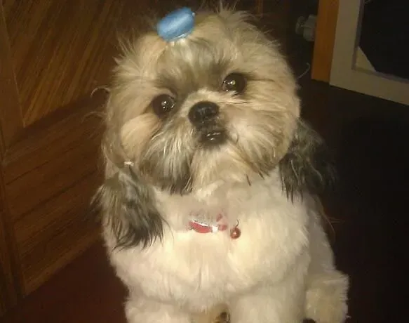西施犬洗澡 如何让西施犬变得更加漂亮 | 西施犬