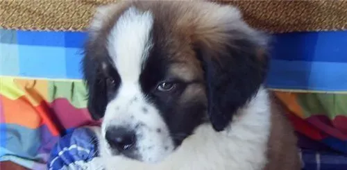 圣伯纳犬的智商 智商相当于五到六岁的孩子 | 圣伯纳犬