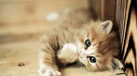 小猫打喷嚏怎么办 4种情况易导致打喷嚏 | 猫