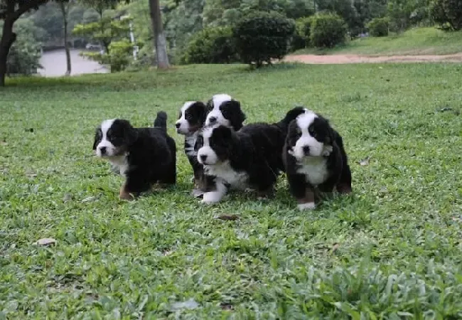 伯恩山犬|怎样给伯恩山犬保持良好的卫生