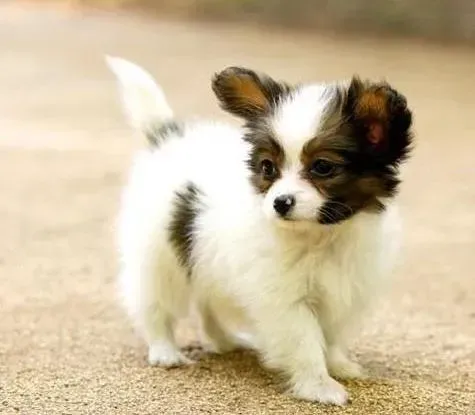 蝴蝶犬|吃哪些食物会让蝴蝶犬有一身美丽的被毛