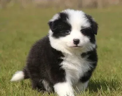 边境牧羊犬|边境牧羊犬应该禁食的水果有哪些