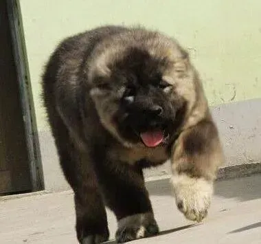 高加索犬|高加索犬尿很黄是上火了吗
