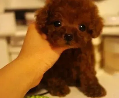 泰迪犬|泰迪犬吃完驱虫药呕吐还需要再吃吗