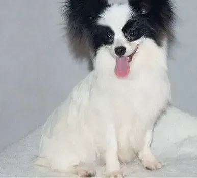 蝴蝶犬|刚满月的蝴蝶犬吃什么狗粮好呢