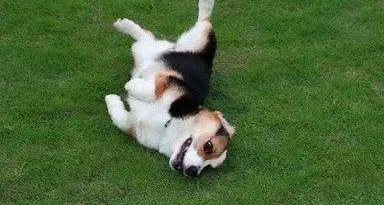 柯基犬|饲养柯基犬注意事项 必读