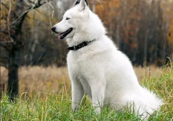 阿拉斯加犬|阿拉斯加犬不同方式的叫声代表什么意思