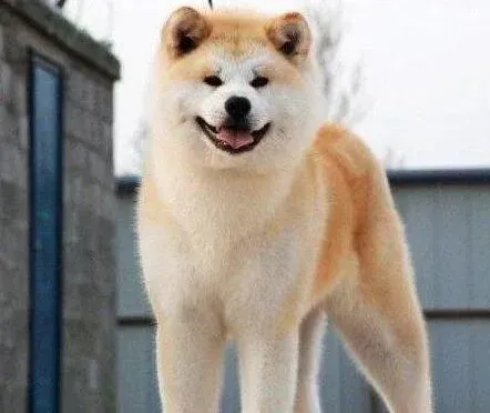 秋田犬|秋田犬患上皮肤病应如何治疗这个毛病