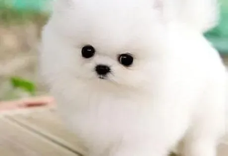 博美犬|营养不良是影响博美犬吃便便的主要原因