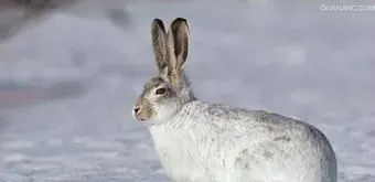雪兔怎么挑选 雪兔是一类个体较大的野兔 | 雪兔