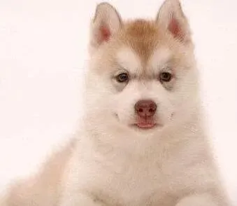 哈士奇|哈士奇幼犬在成长中必须要经历的三道关卡