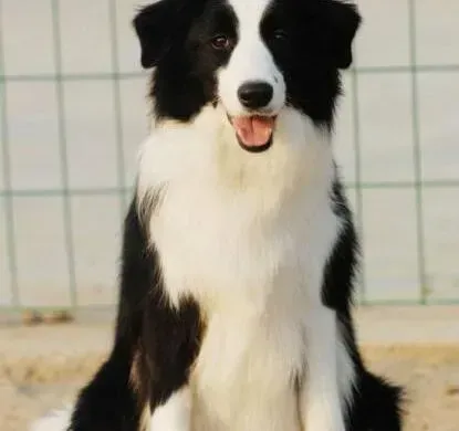 边境牧羊犬|边境牧羊犬被车撞了，不吃不喝怎么办
