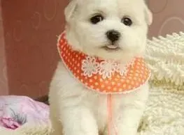 比熊犬|如何防止狗狗“小狼爪”生长过快嵌入肉垫