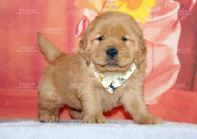 金毛|我家金毛犬总是要自己毛发 急求解救办法