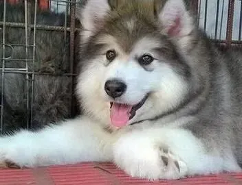 阿拉斯加犬|快速纠正阿拉斯加雪橇犬不文明的行为