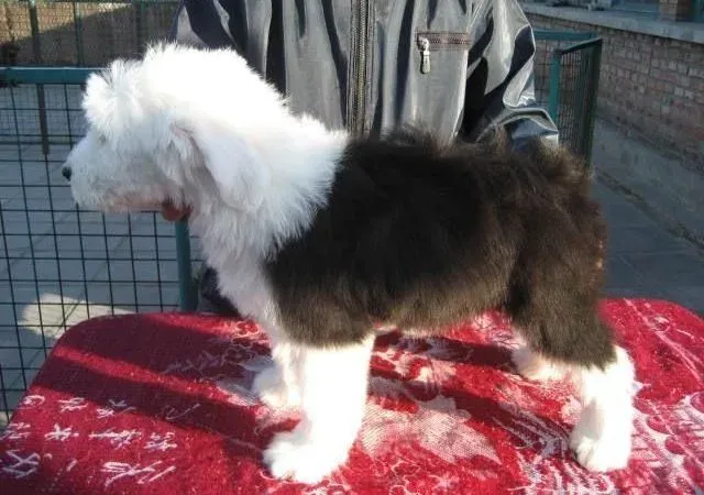 古代牧羊犬|如何让古代牧羊犬在新家中安心生活