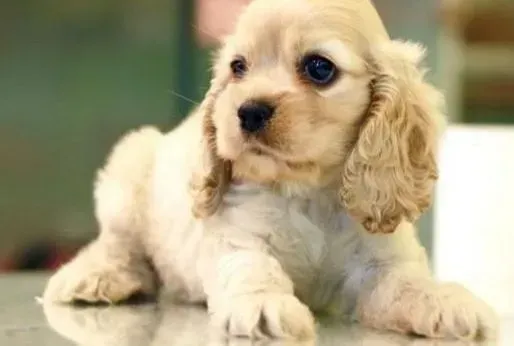 可卡犬|带可卡犬爬山的六大注意事项解析